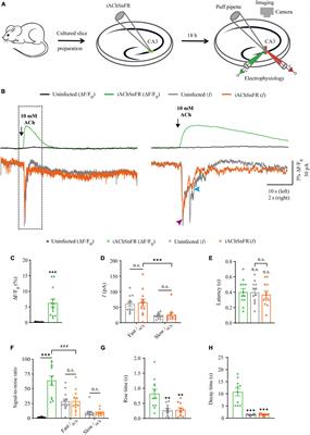 Comparison of fluorescence biosensors and whole-cell patch clamp recording in detecting ACh, NE, and 5-HT